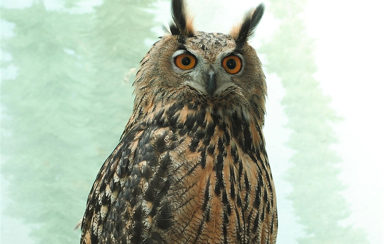 Beloved owl Flaco has died due to "acute traumatic injury"