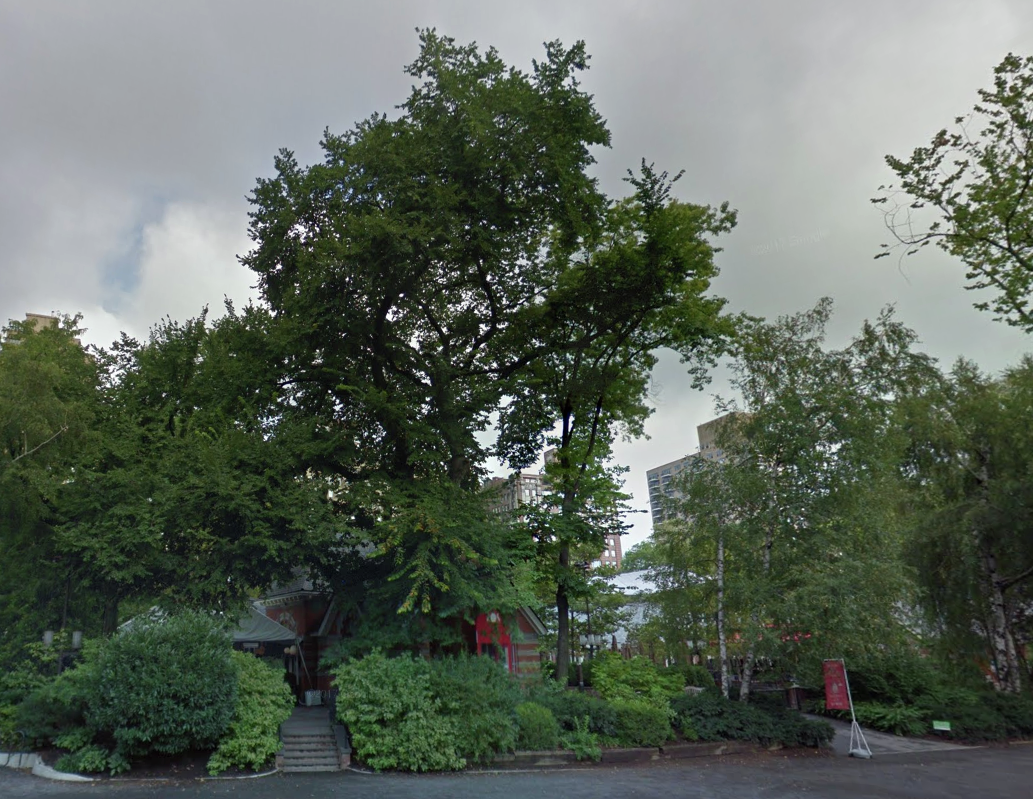 A very old Central Park tree is seeing its last days