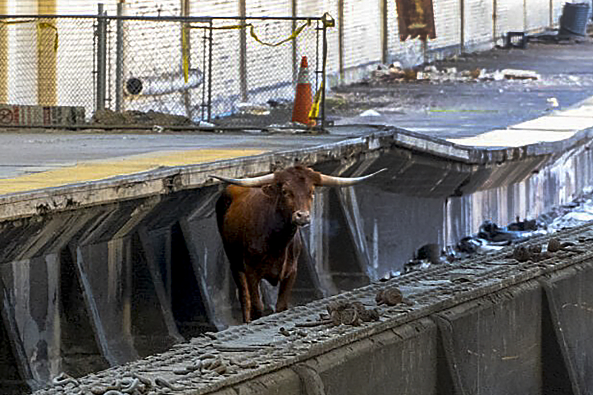 Bull on tracks causes major NJ Transit delays between Newark, NYC