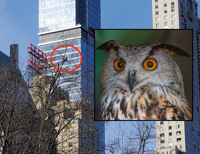 Escaped owl Flaco still loose in Central Park after zoo escape