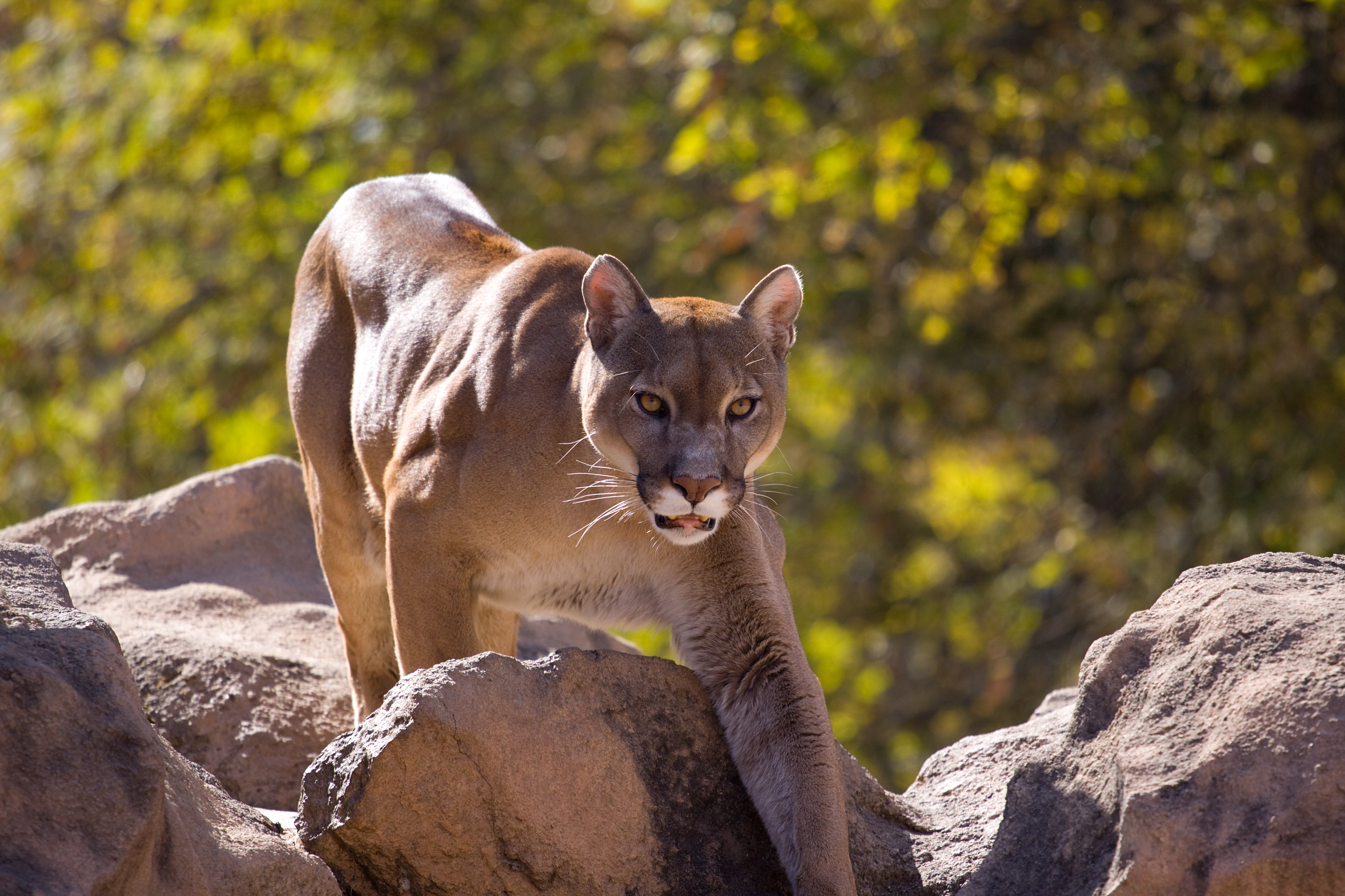 5-year-old attacked by mountain lion at Malibu Creek State Park