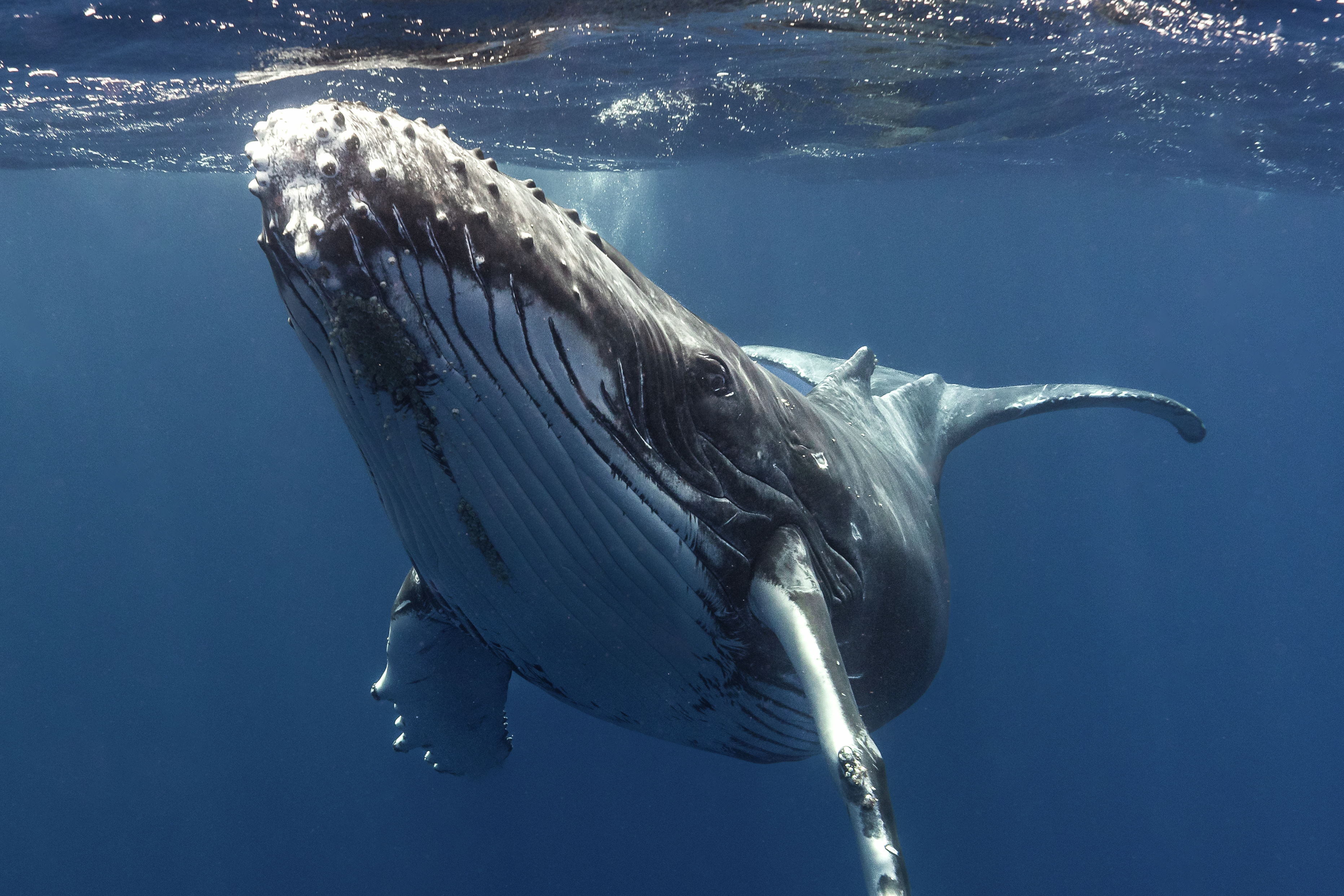 Humpback whale entangled off OC coast, crews work to free it