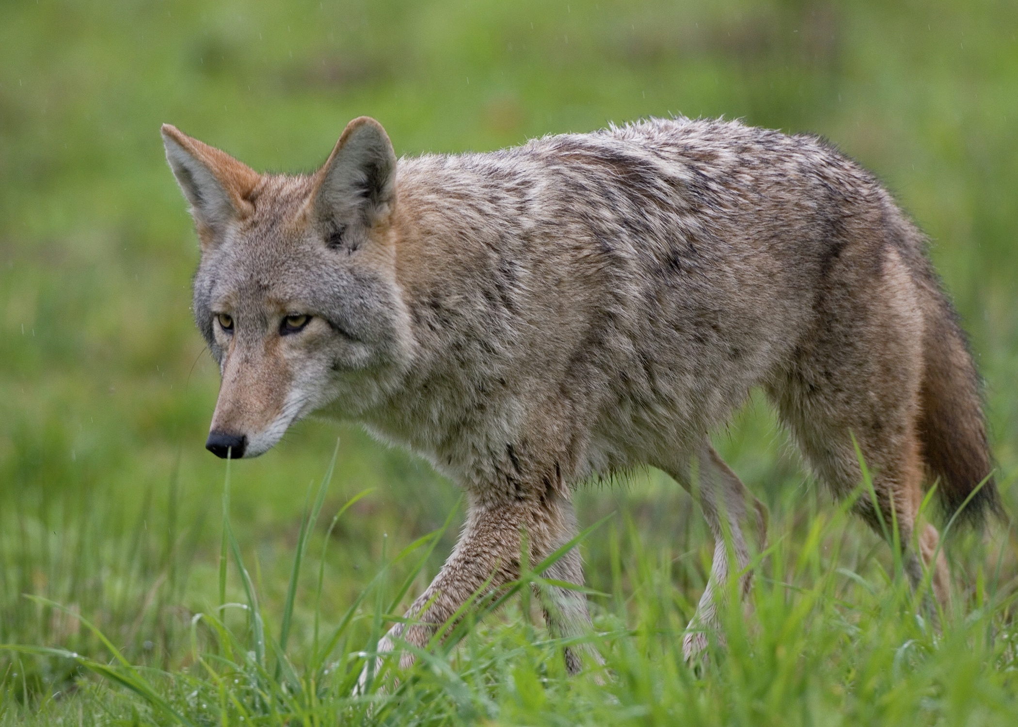 Large, aggressive coyotes terrorize Mar Vista residents