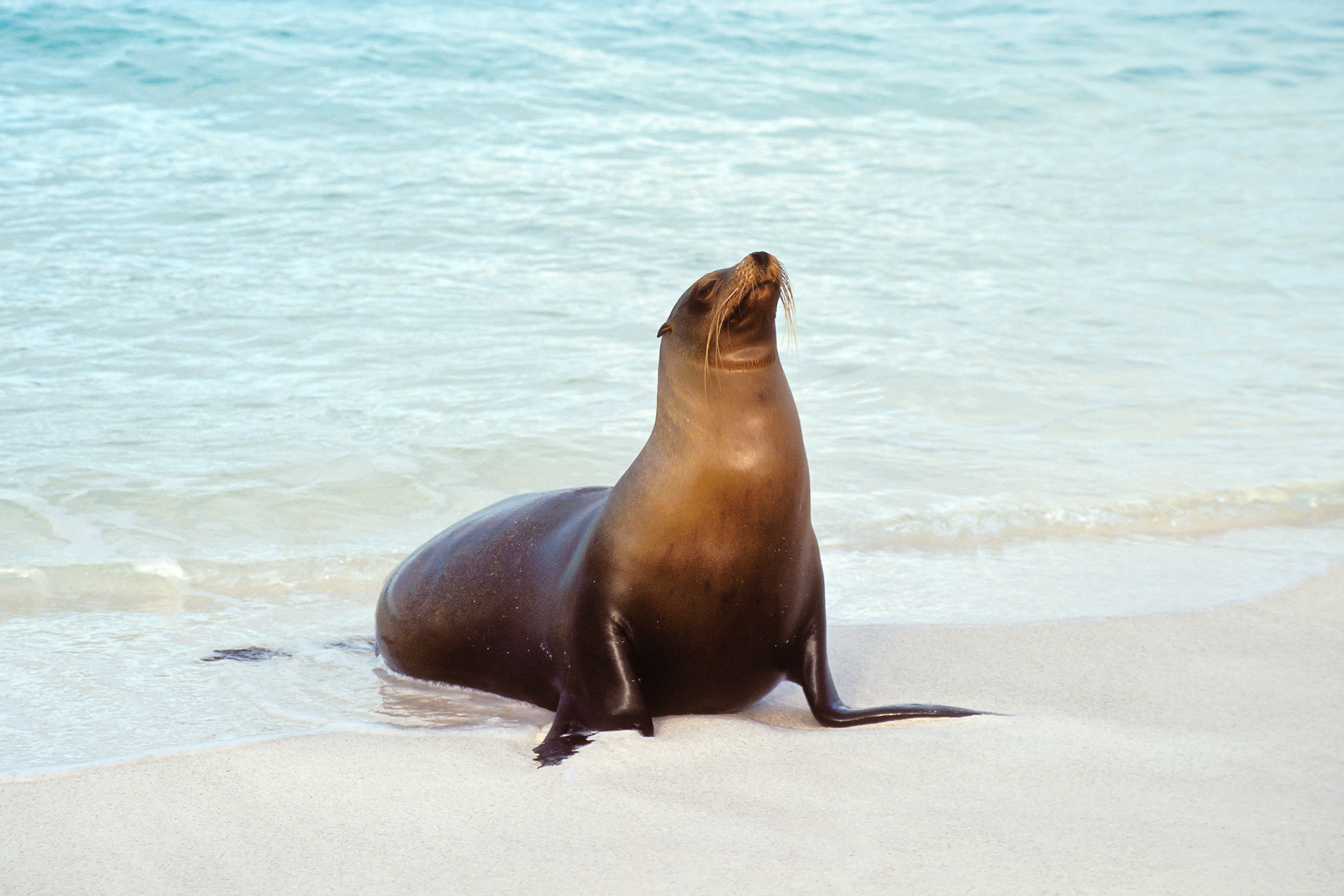 O.C. officials warn of aggressive sea lions along coastline