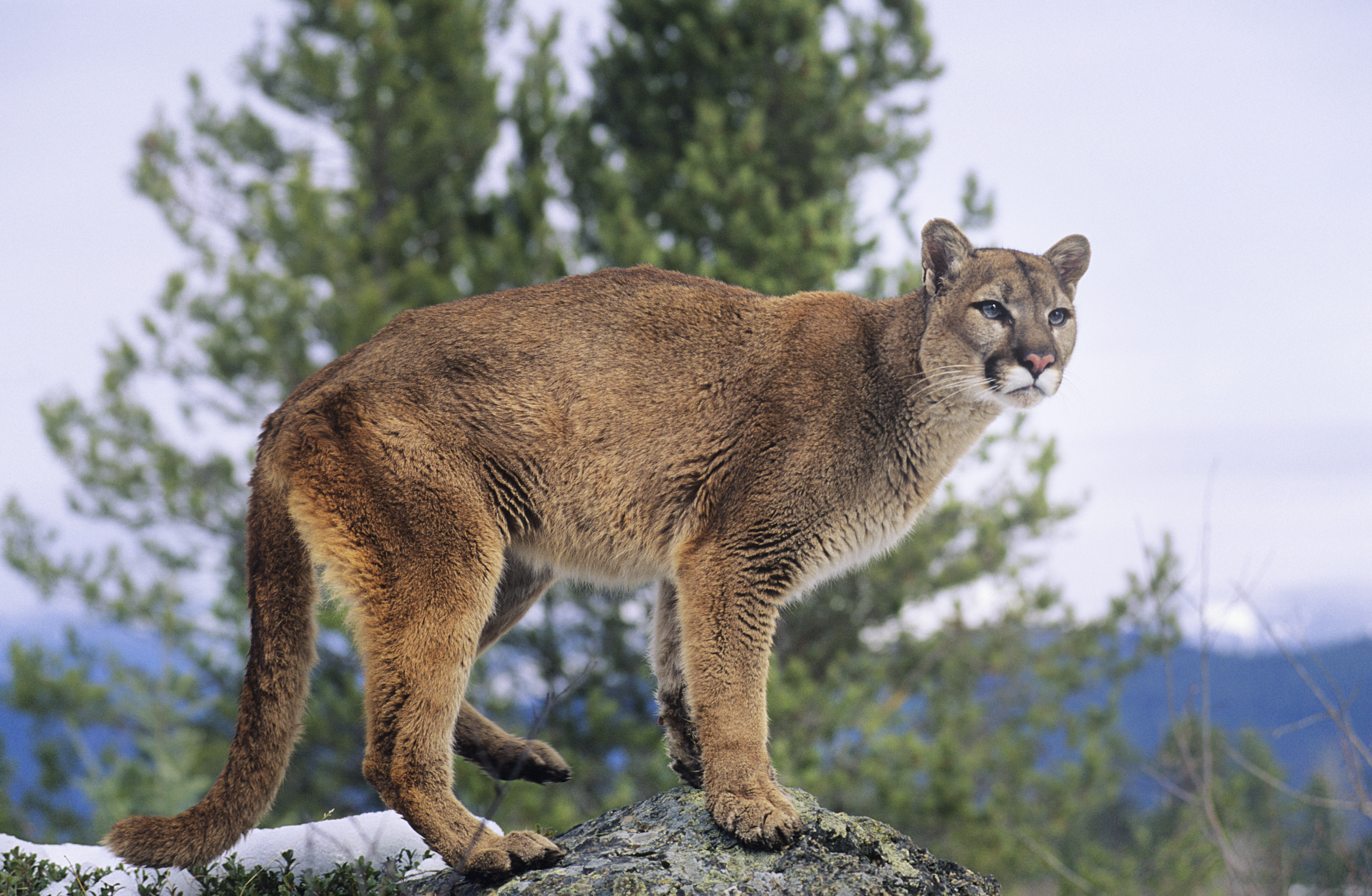 Mountain lion spotted in Sierra Madre neighborhood