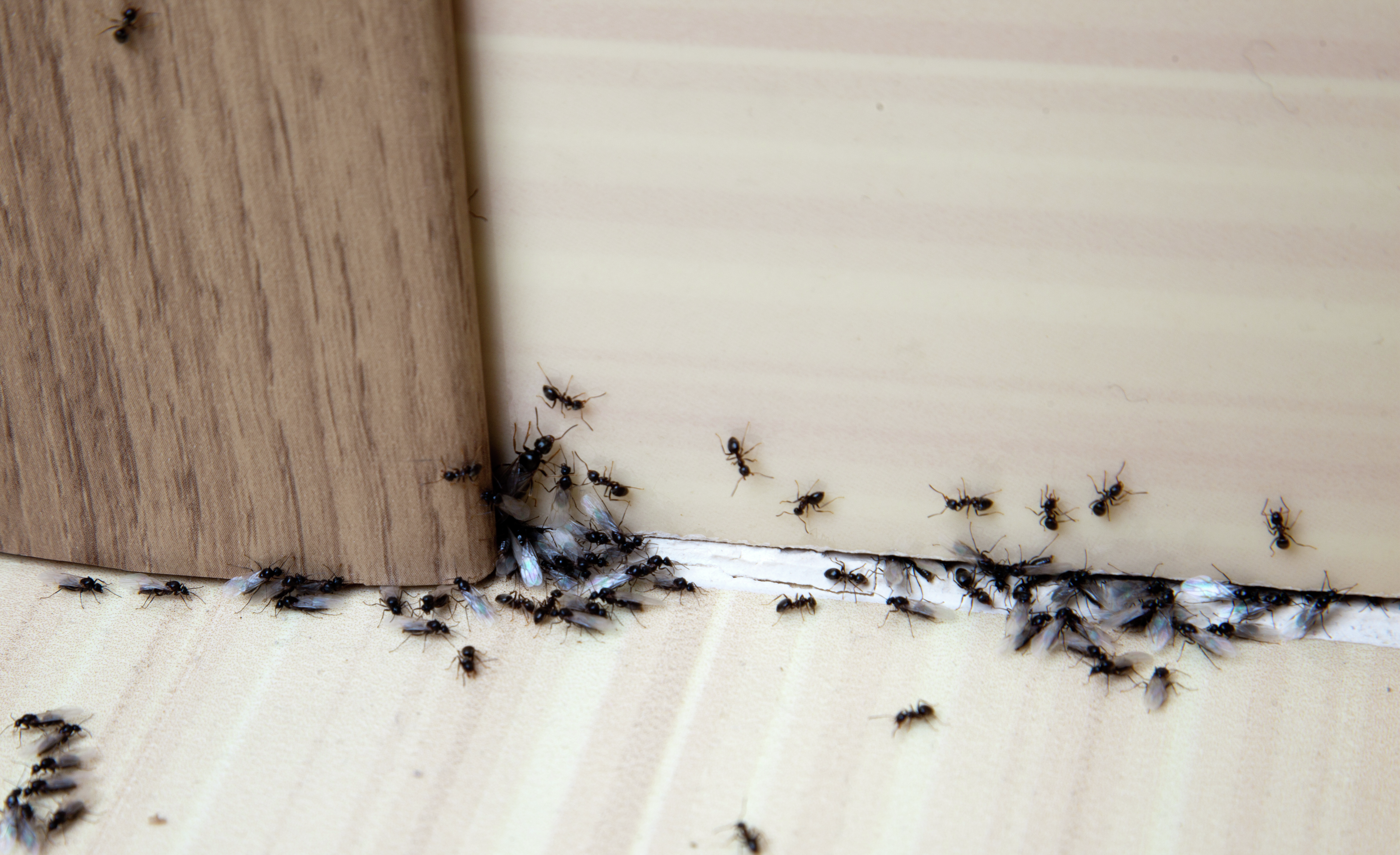 How to keep bugs out of your home