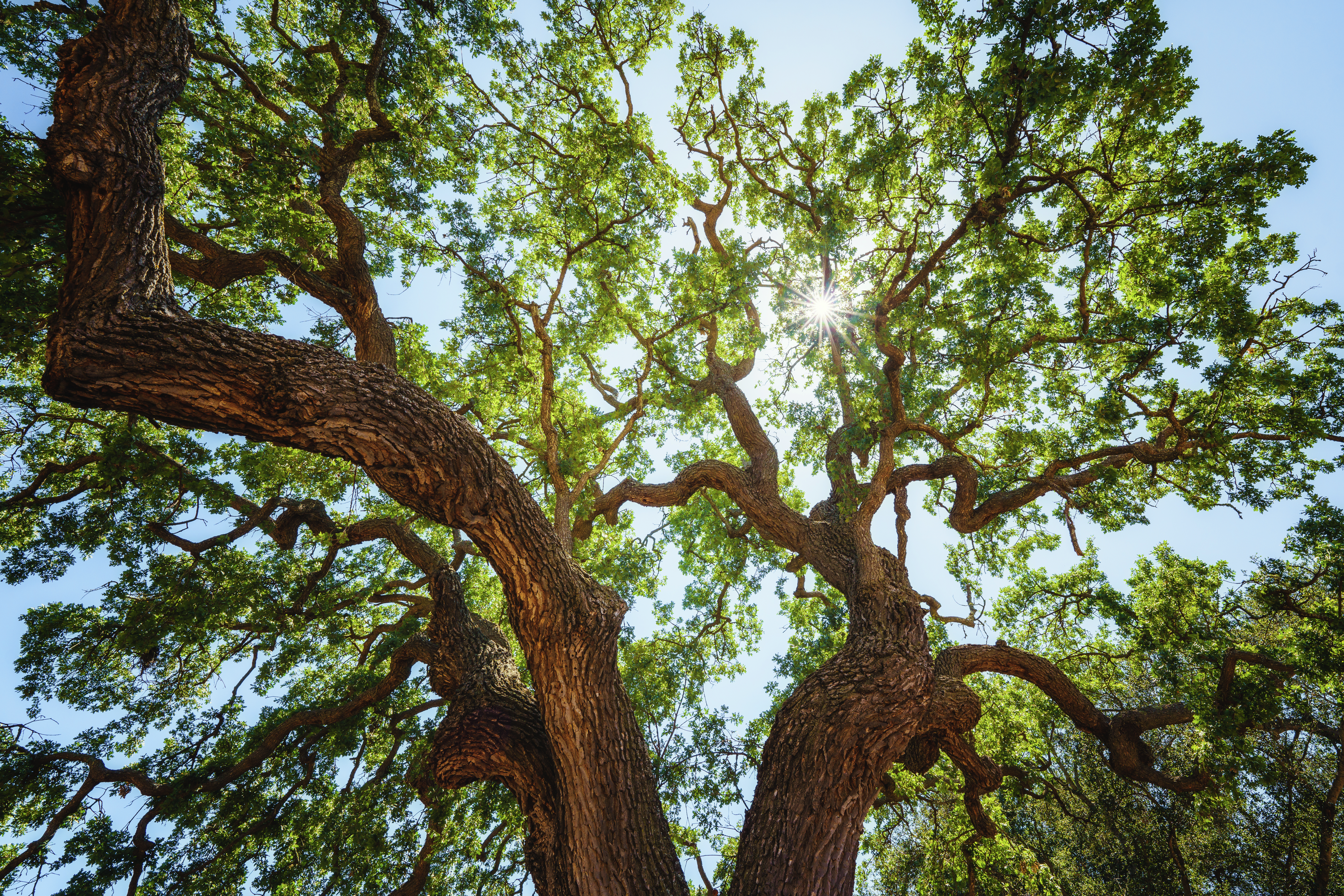 Invasive insect devastating California's iconic oak trees