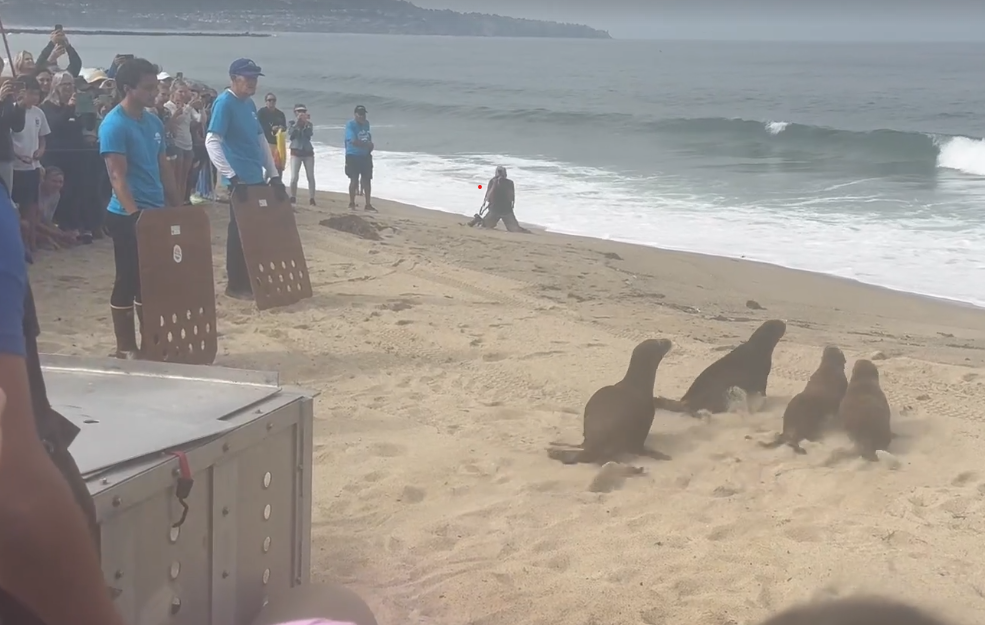 Rehabbed sea lions make beeline into ocean in Redondo Beach