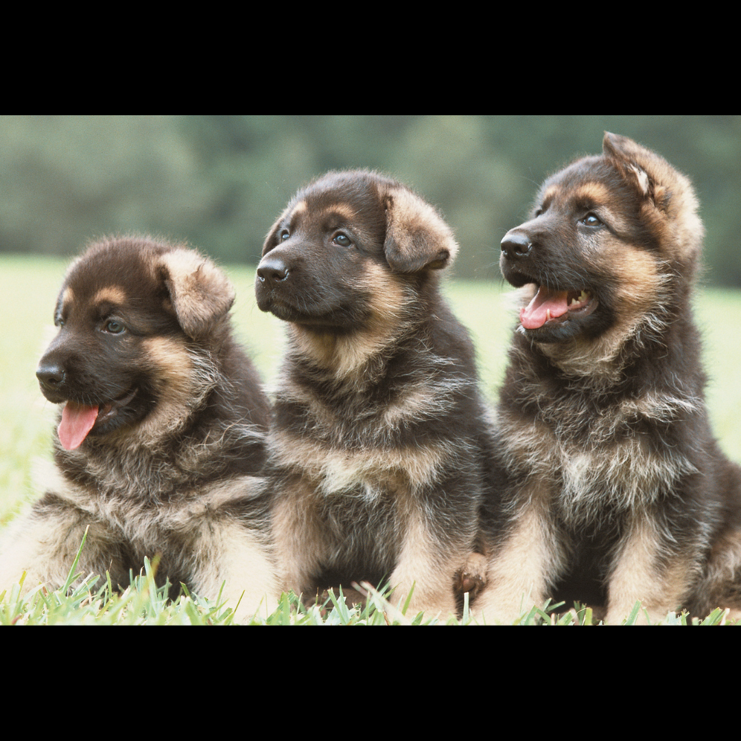 Puppies found in San Dimas dumpster