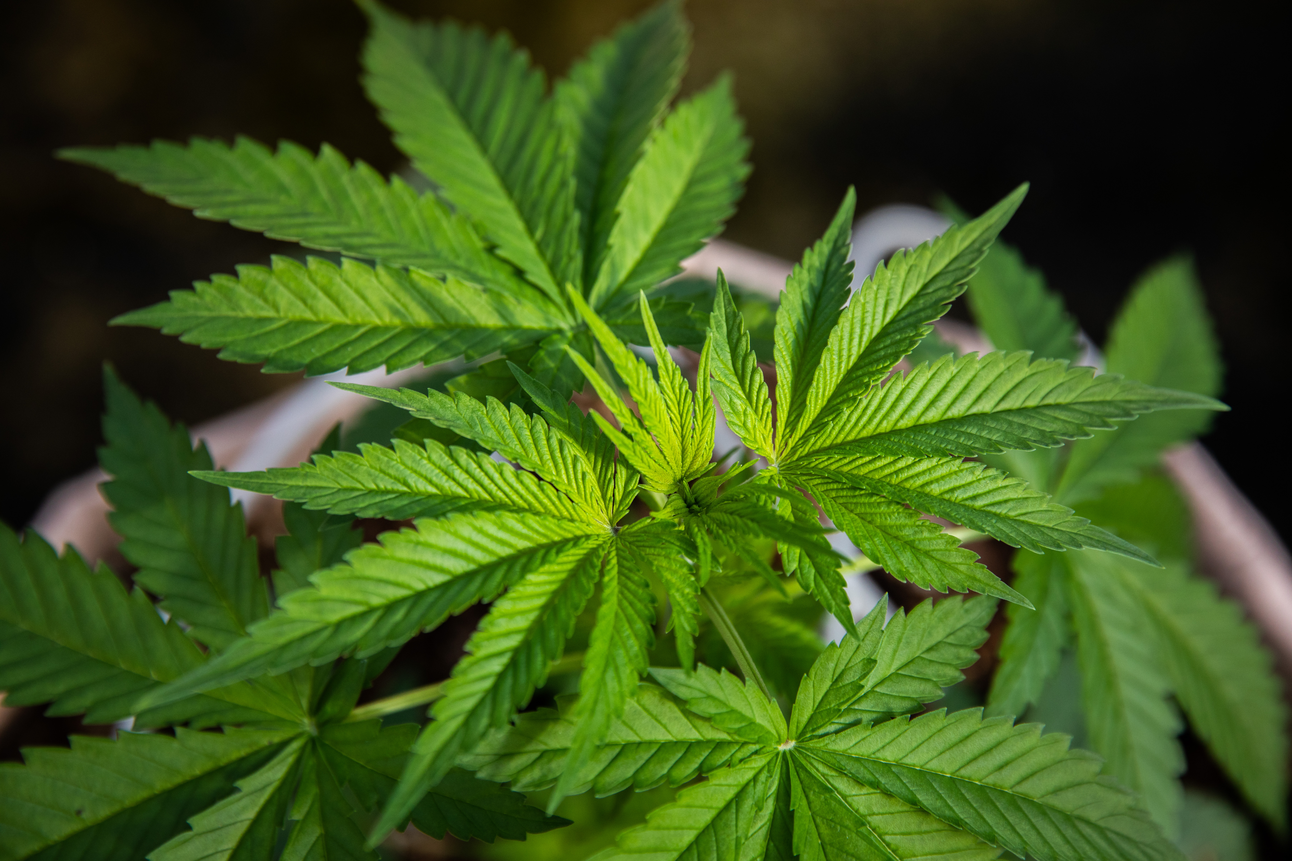 KDKA Radio Editorial: Legalizing Recreational Marijuana Seems Inevitable