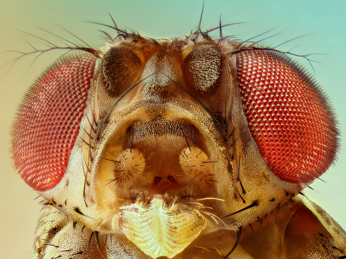 Fruit Fly Outbreak explained with Jason Size from Riverland Fruit Fly Committee