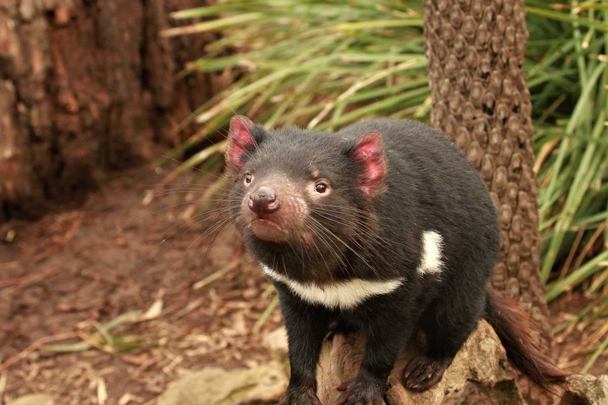Fresh optimism the Tassie Devil will one day be tumour free