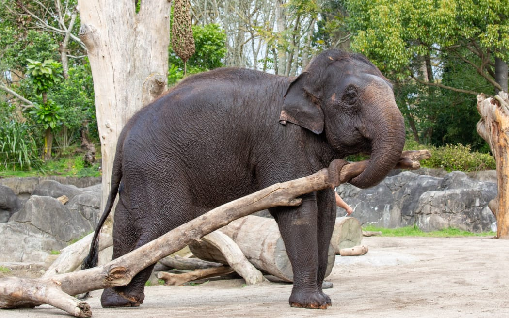  Burma the Asian elephant big arrival 