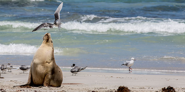 Kangaroo Island logging suspended amid koala crisis.