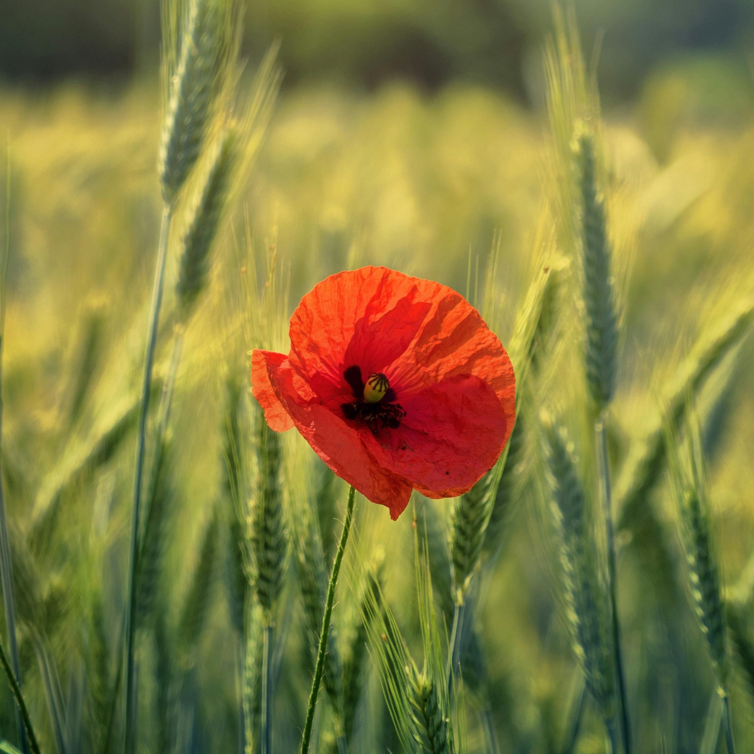 Remembrance Day acknowledged across South-East