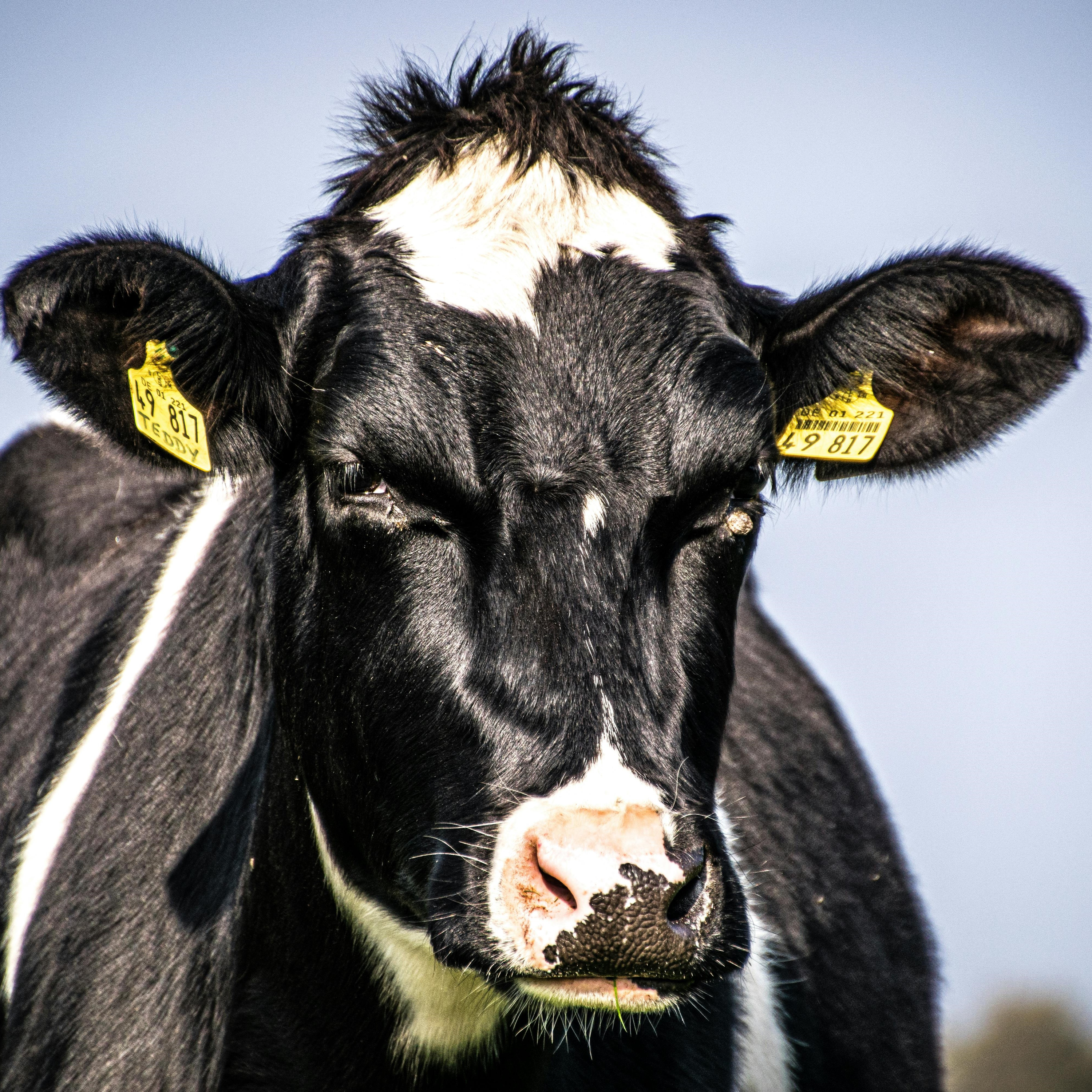 Confidence remains high among dairy farmers