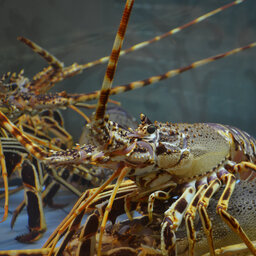 MacKillop MP Nick McBride hopeful China lifts its rock lobster ban