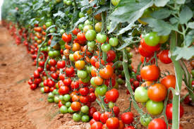 Hundreds of jobs at risk as tomato farms in Adelaide's north hit by contagious virus