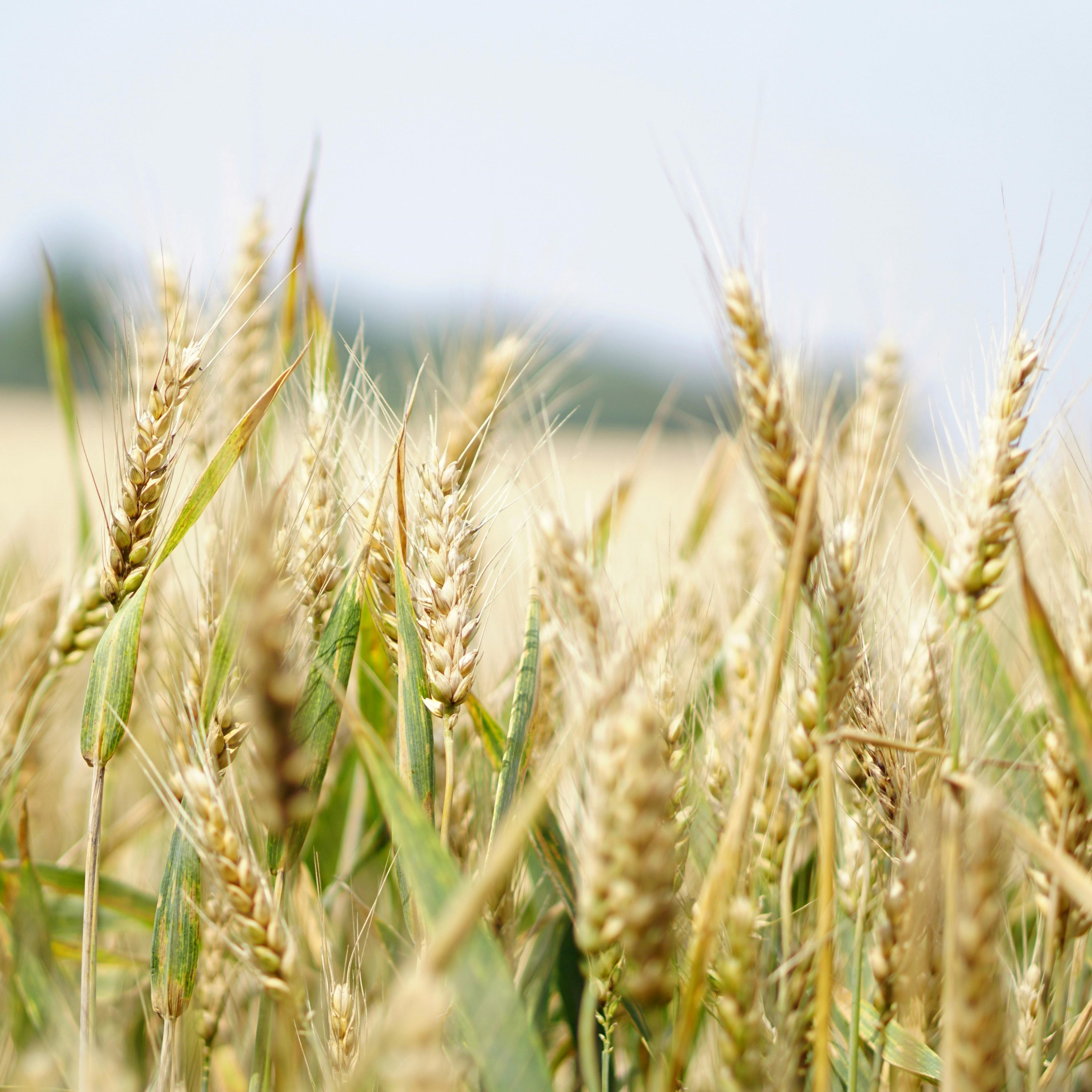 Australia sees increase in winter crop yield