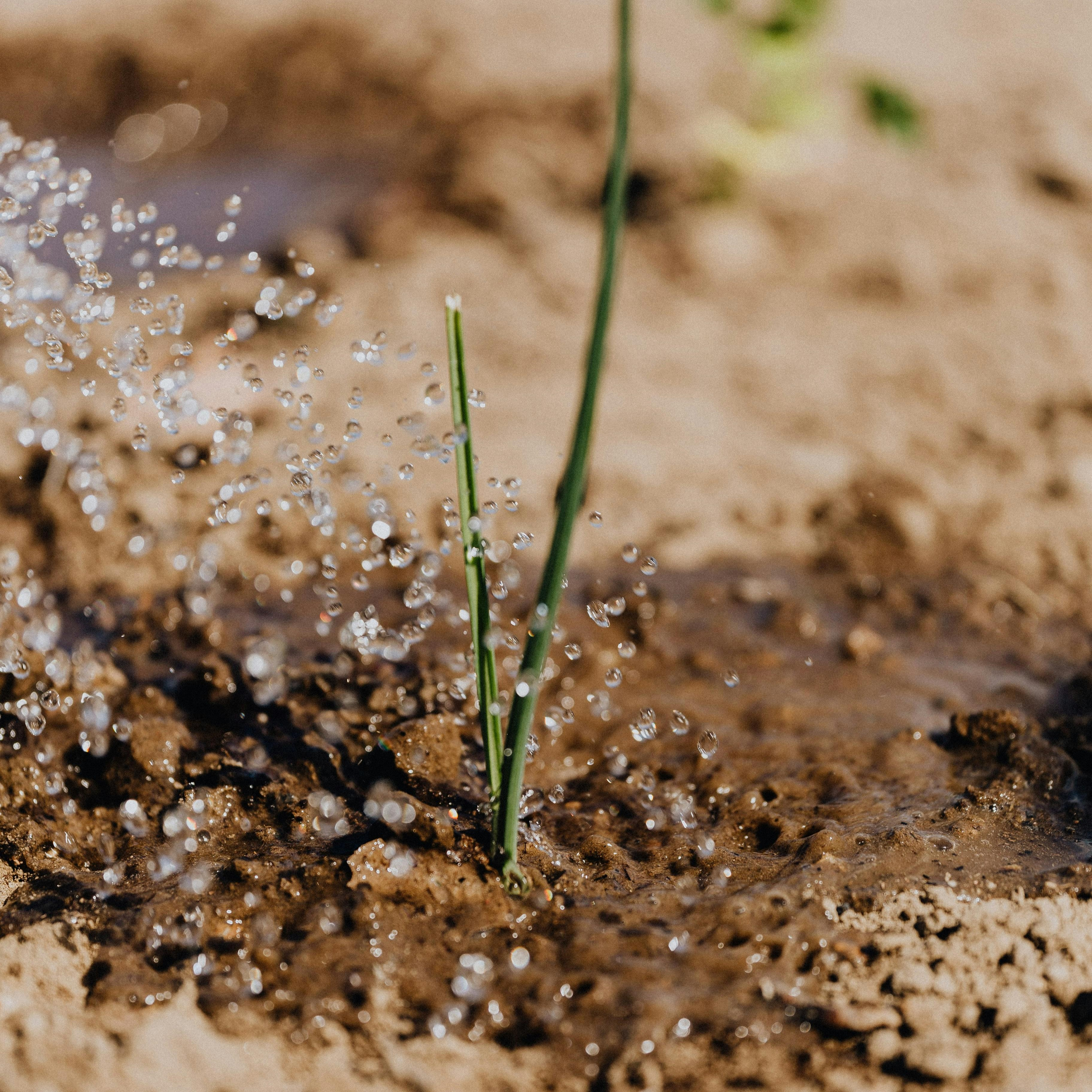 South-East's Big Dry in the spotlight today