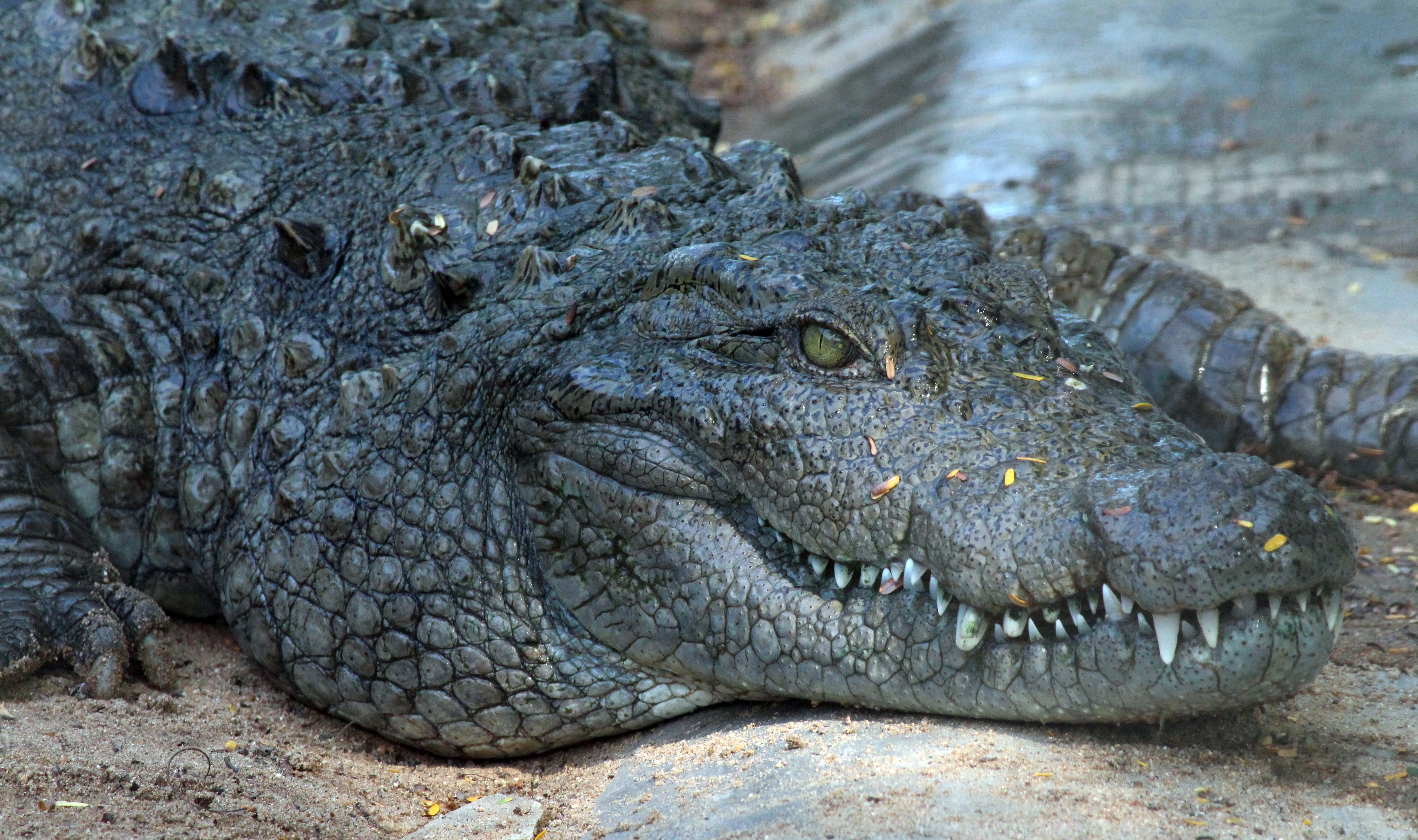 Massive four-meter croc captured on Fitzroy