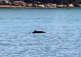 Experts fear a whale caught in nets in Sydney is different to the one seen off our coast