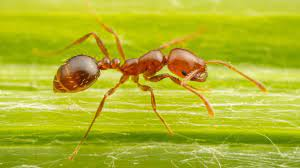 Fire ant fears grow among farmers; Dozens arrested in knife crackdown