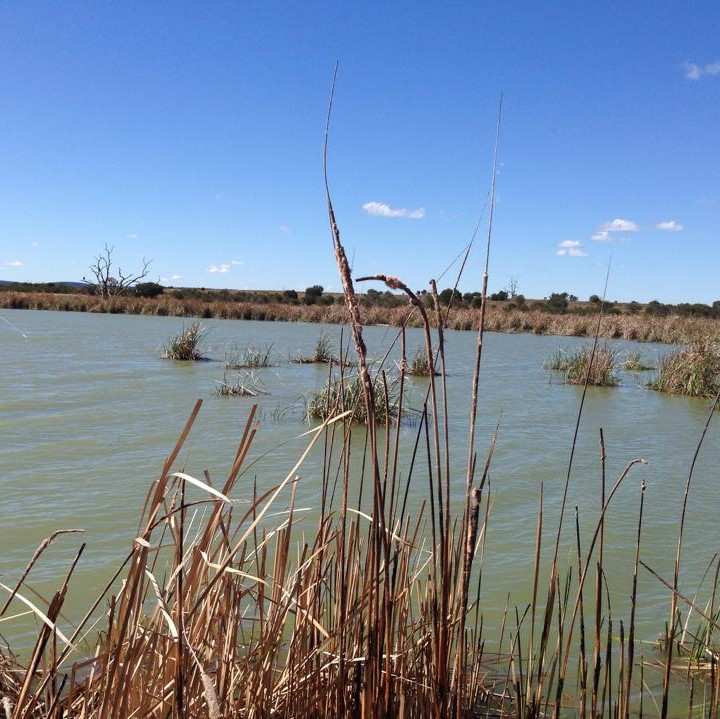 Griffith Council issues red alert for Lake Wyangan North