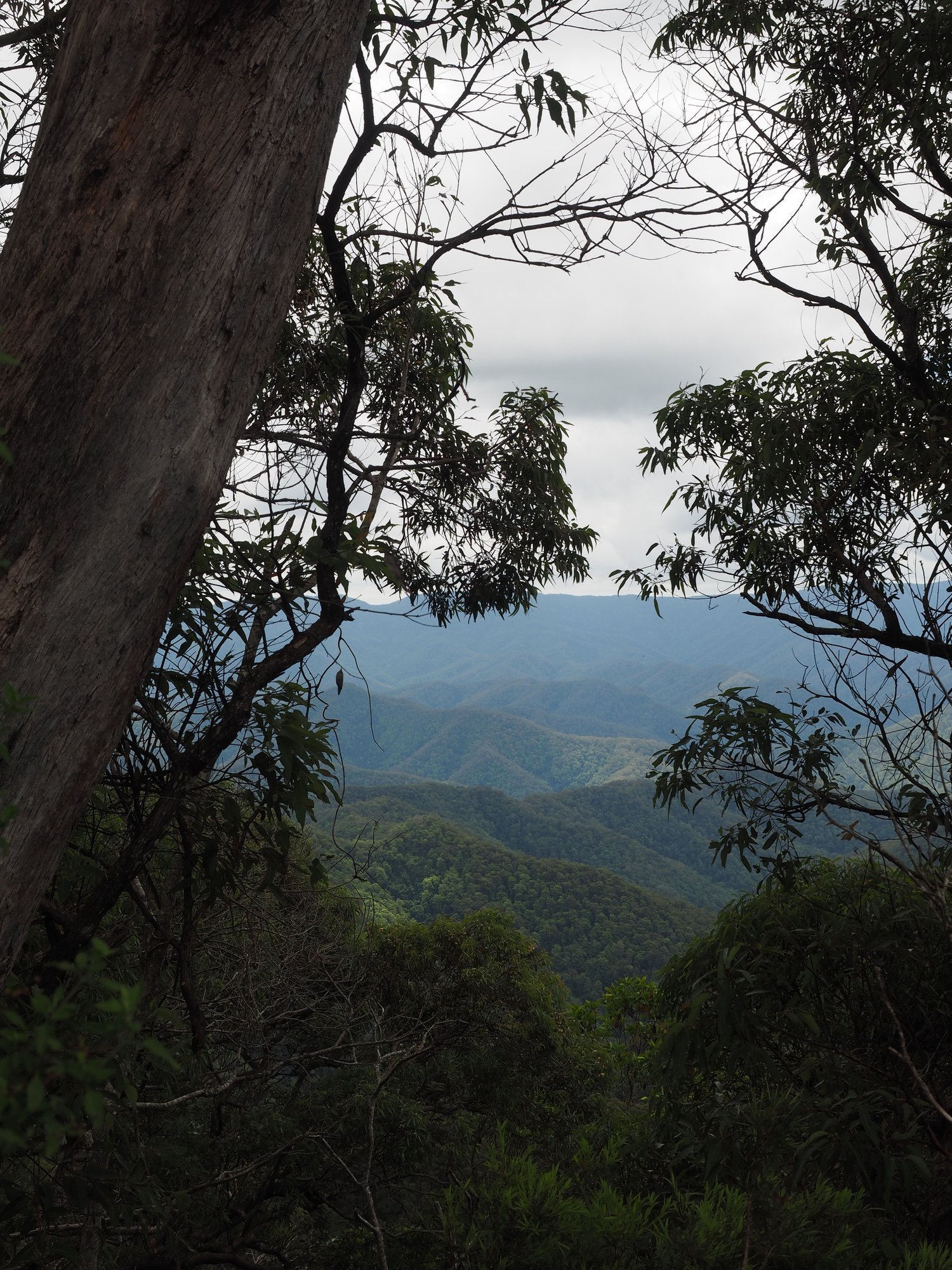 Anti-logging protesters to rally in Coffs Harbour