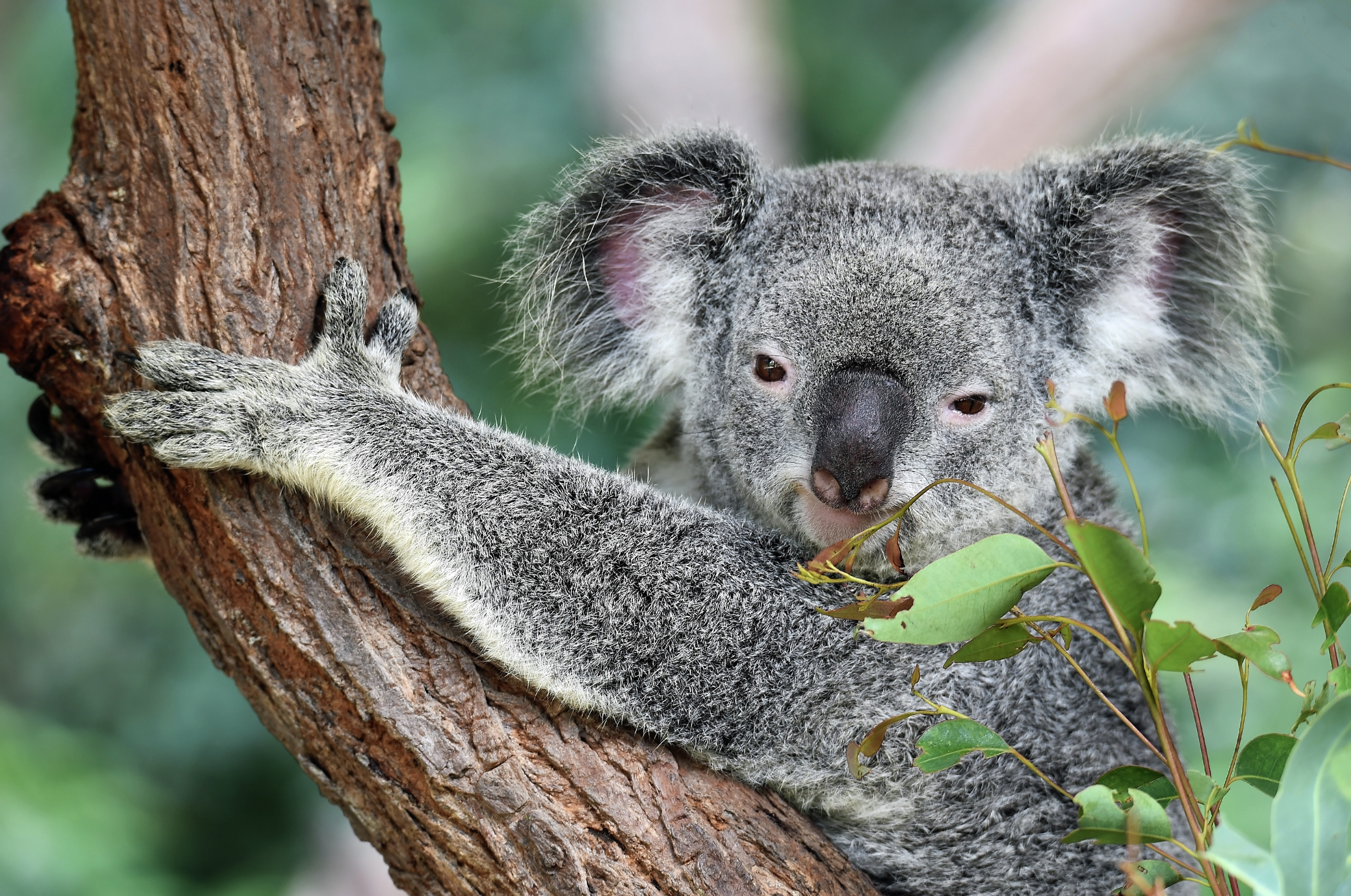 World first wild koala breeding facility officially opens at Guulabaa Precinct