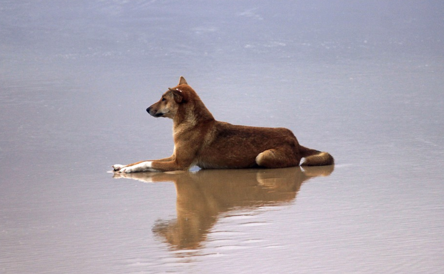 Man sentenced after killing dingo with speargun