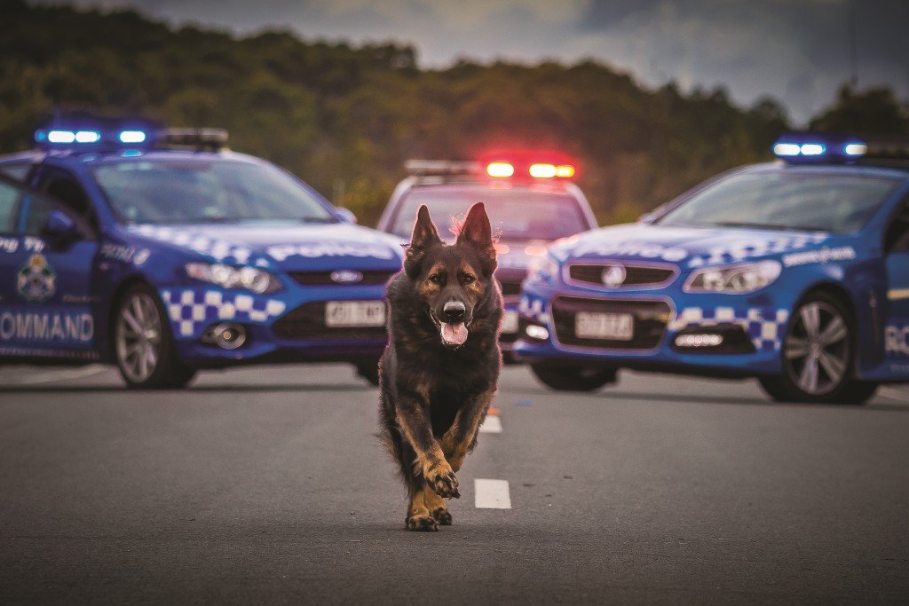 The benefits dogs bring to our Queensland Police Service