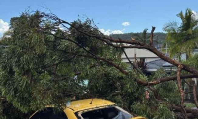 BOM says supercell to blame for hail, trees uprooted, power outage