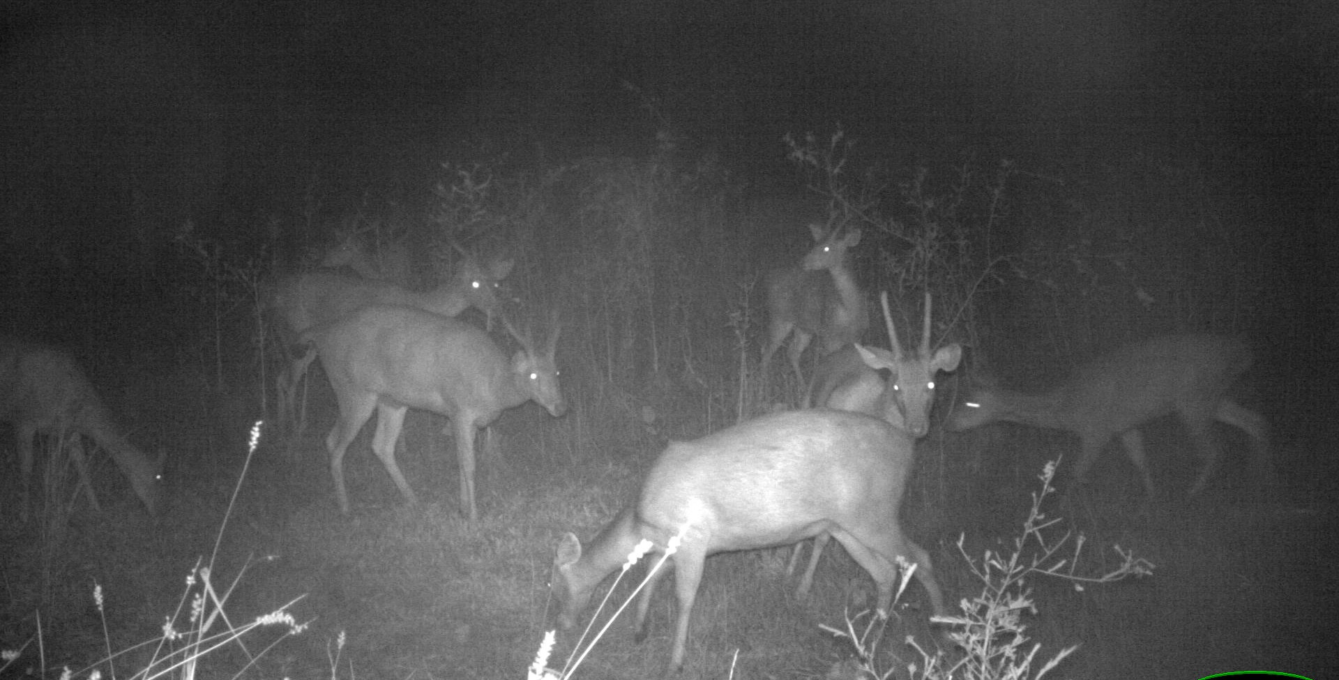 Feral deer eradicated from Great Barrier Reef island