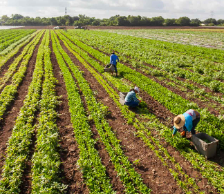 Food Farmer Commissioner has a big challenge on his hands