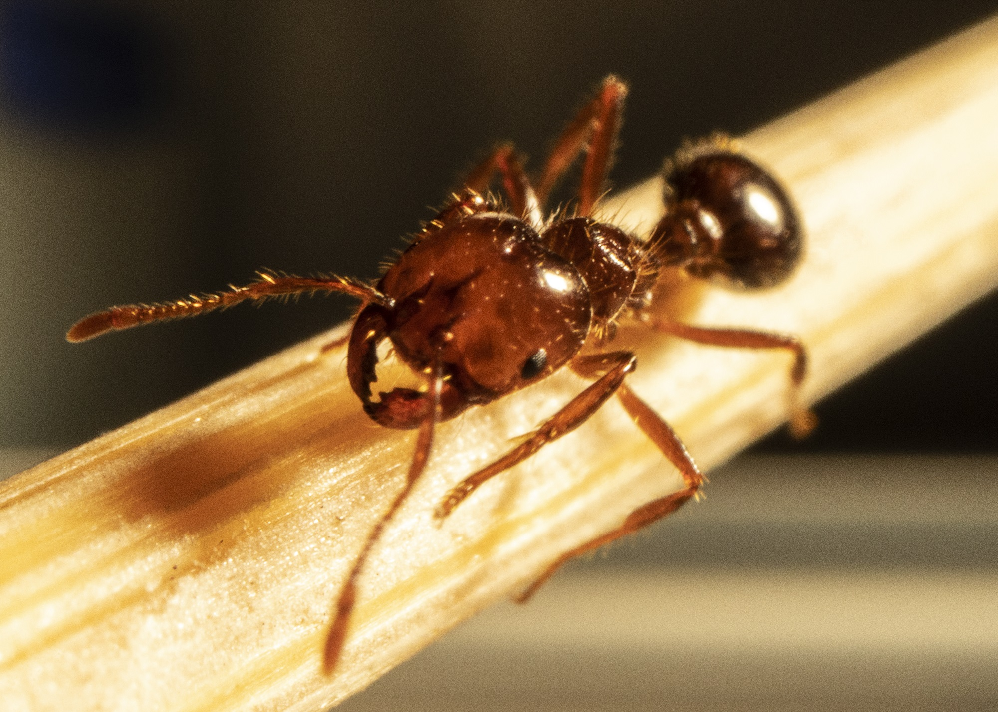 Community support needed to stop fire ants