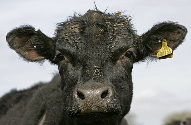 Central Queensland's beef industry is doing the heavy lifting for the State