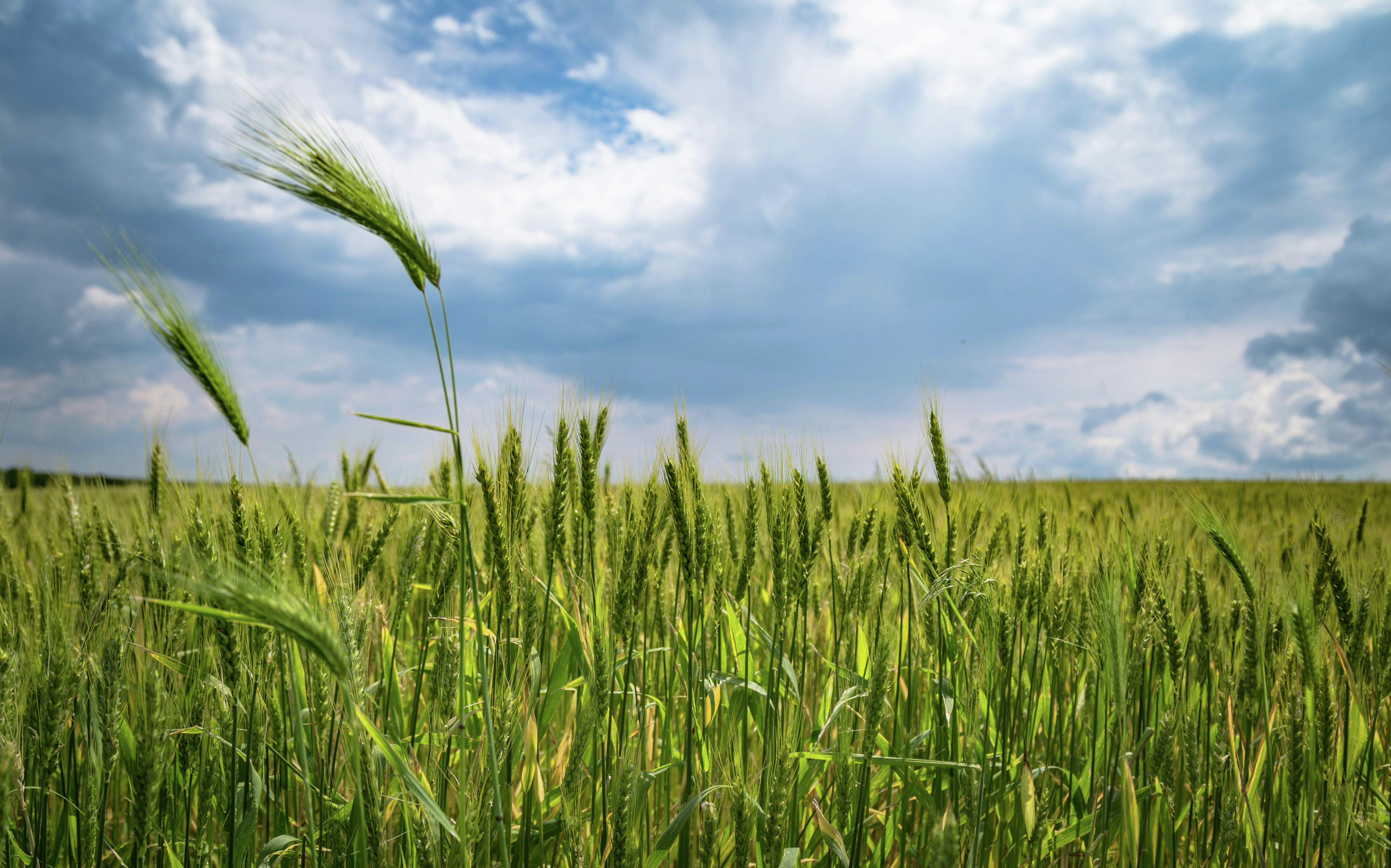 AgTech returning to Emerald