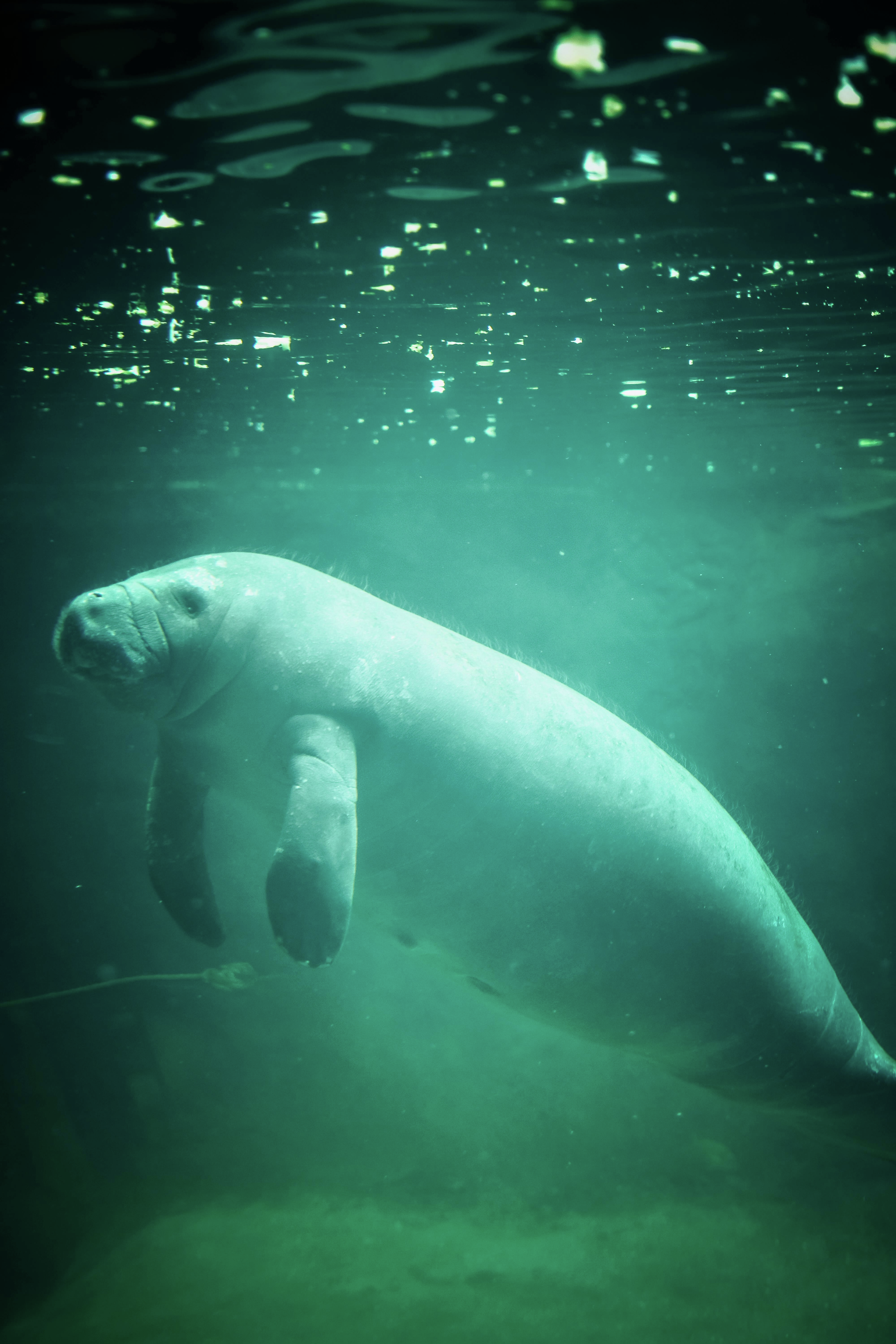 NQ Dugong population thriving compared to the south east