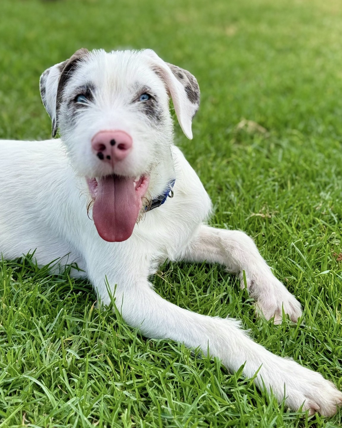 RSPCA warns pets feel heat too with temps to reach 40+ degrees today