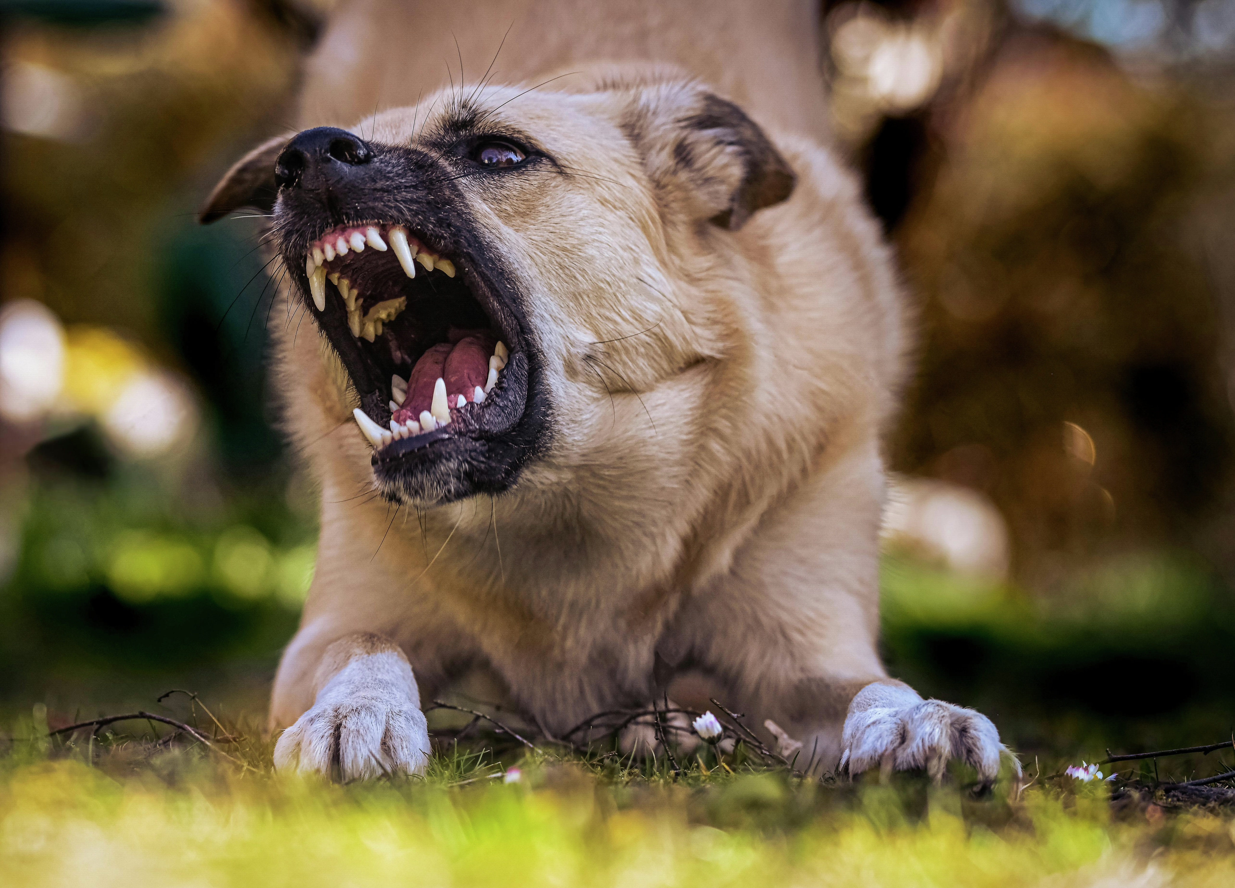 Cairns' dog attack numbers among WORST in the state