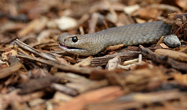 Snake season is underway in Townsville