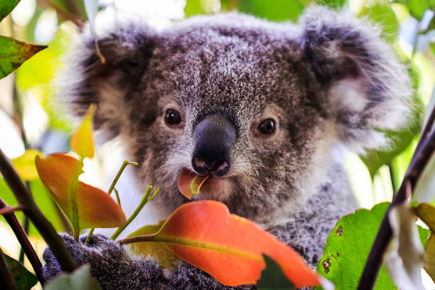Are Koala habitats under threat from wind farms?