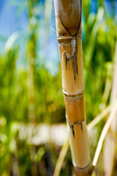 Sugar workers strike again today