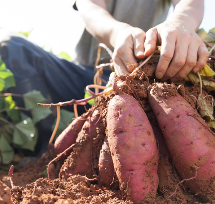 Bundy sweet potato farmer caught out for not-so-sweet worker treatment