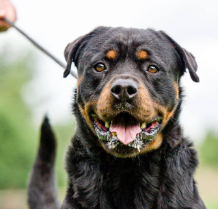 Over 200 dog attacks on the Fraser Coast this year alone