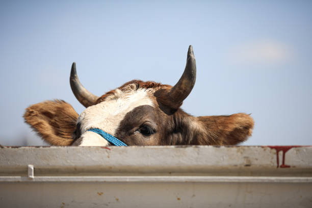 Cattle truck rollover causing delays at Fairy Bower