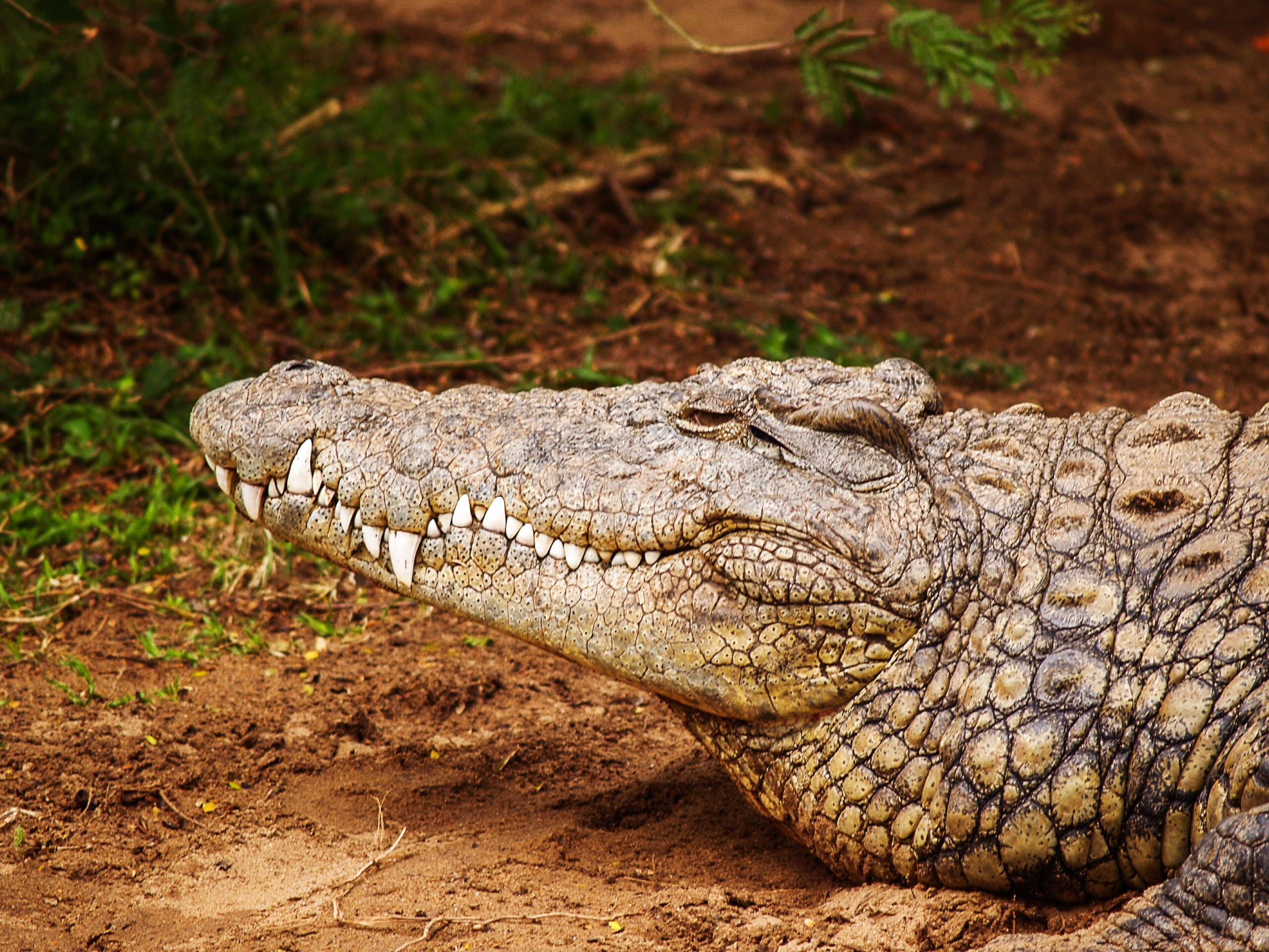 A Townsville Zoo keeper bitten by a crocodile