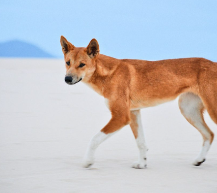 4-year-old girl attacked by dingo on K'gari