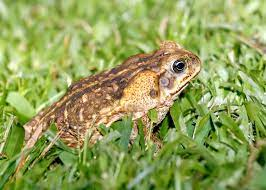 Warm temps raise cane toad concerns